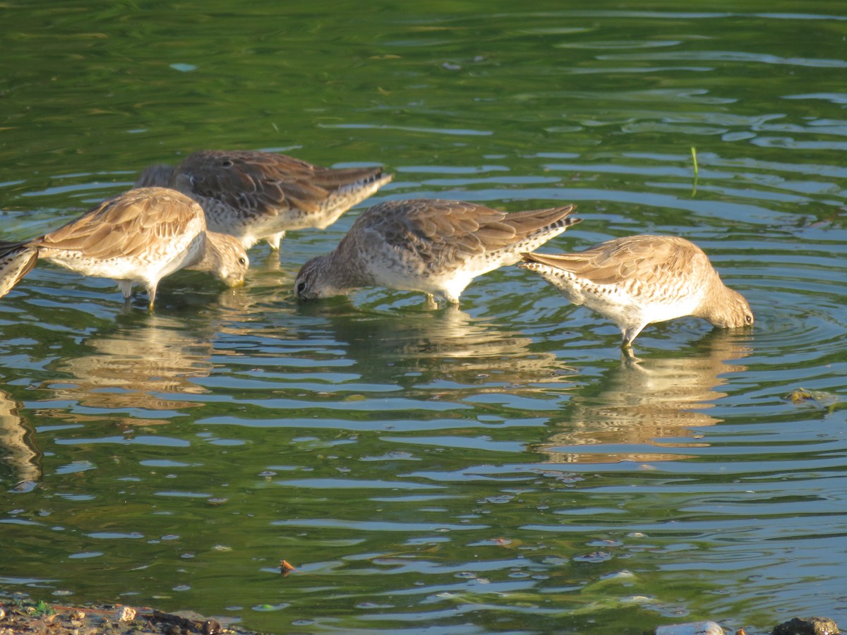 Long-billed Dowitcher - ML145622861