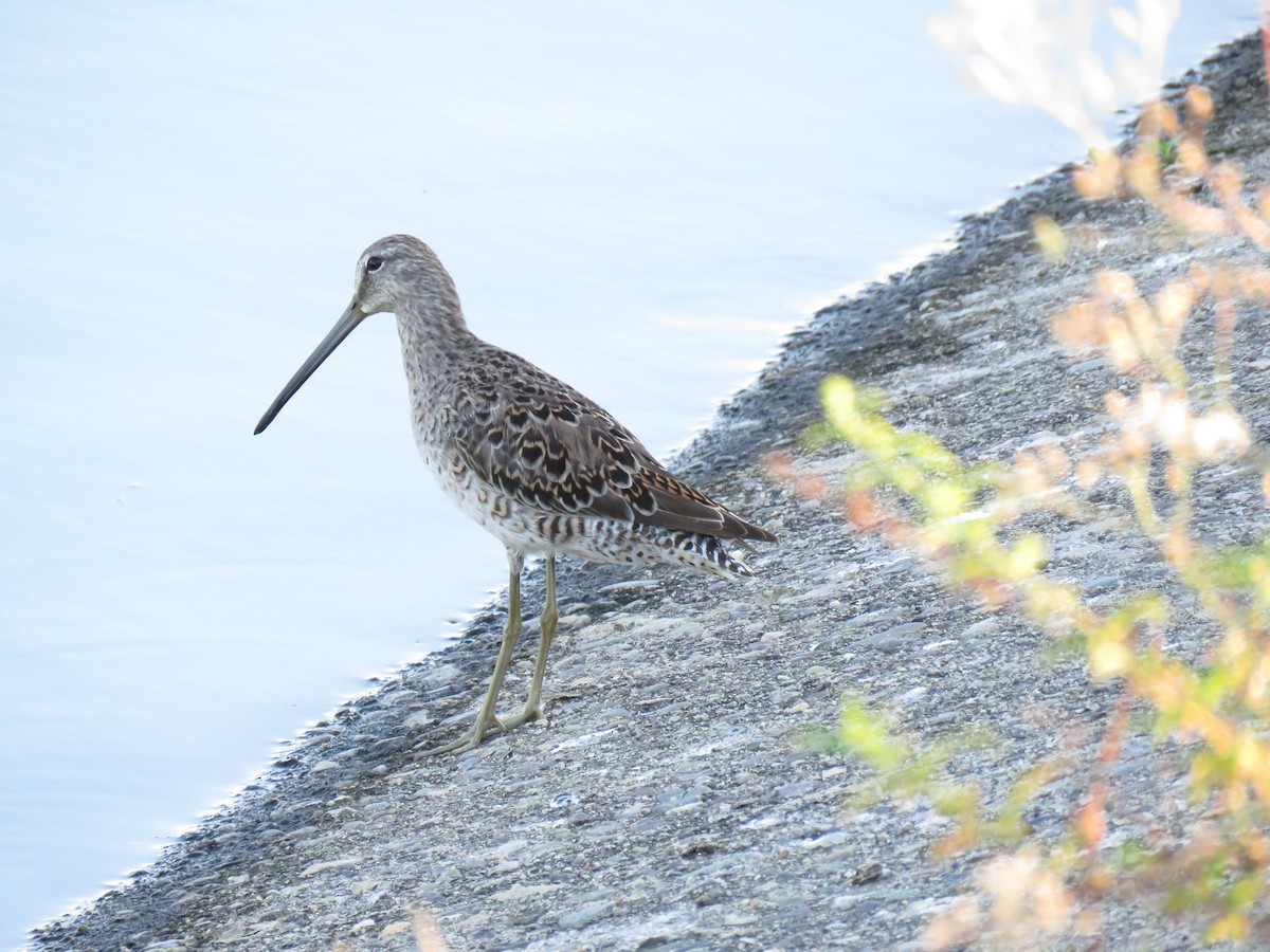 Long-billed Dowitcher - ML145622871