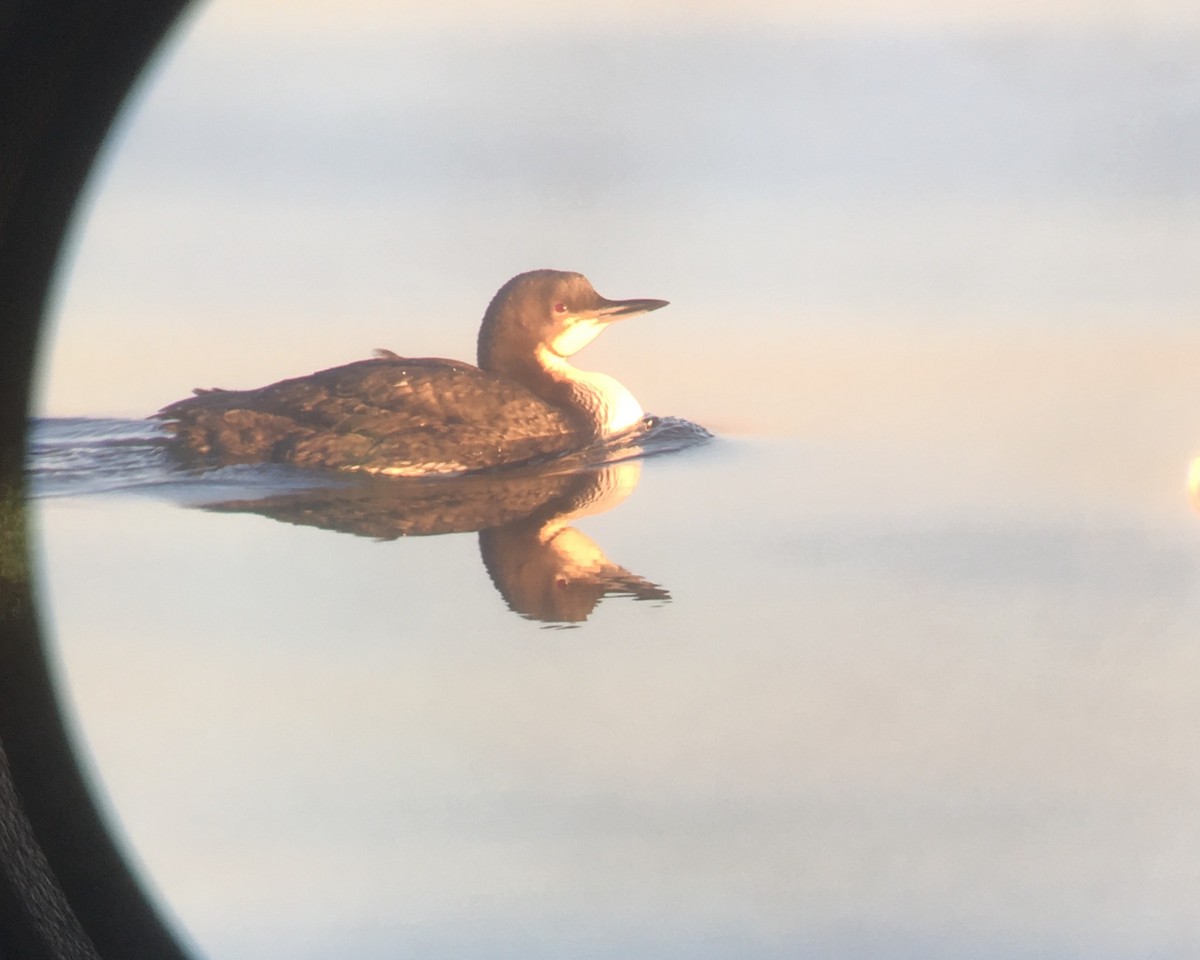 Pacific Loon - ML145623311