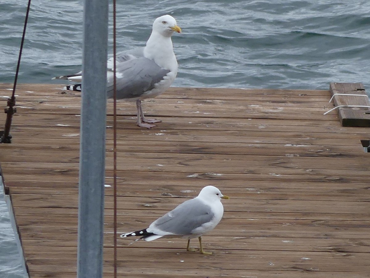 Herring Gull - Michel Cavigelli