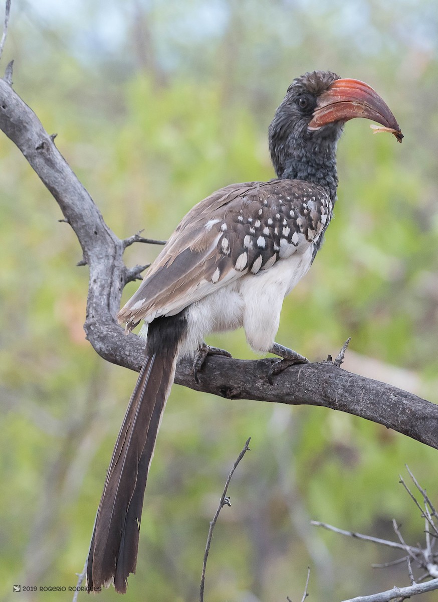 Monteiro's Hornbill - ML145624361