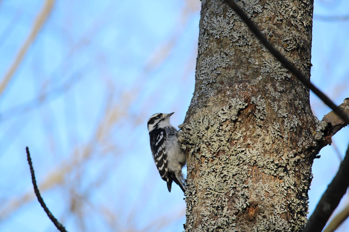 Downy Woodpecker - ML145624391