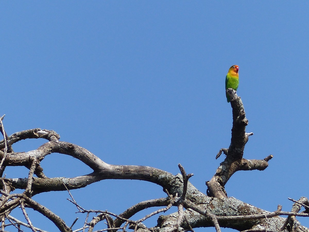 Fischer's Lovebird - ML145624771