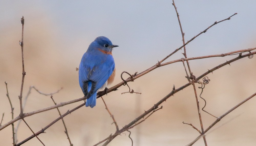 Eastern Bluebird - Debbie Parker