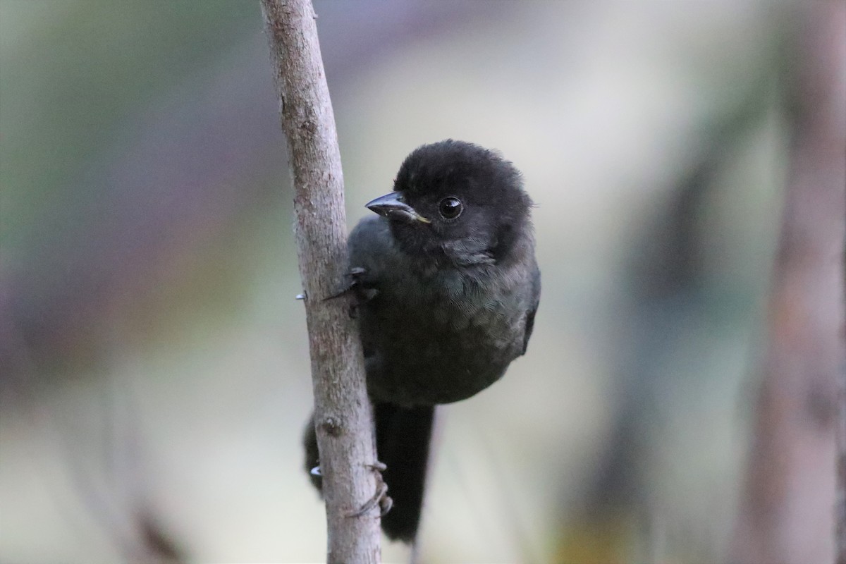 Yellow-thighed Brushfinch - ML145626081