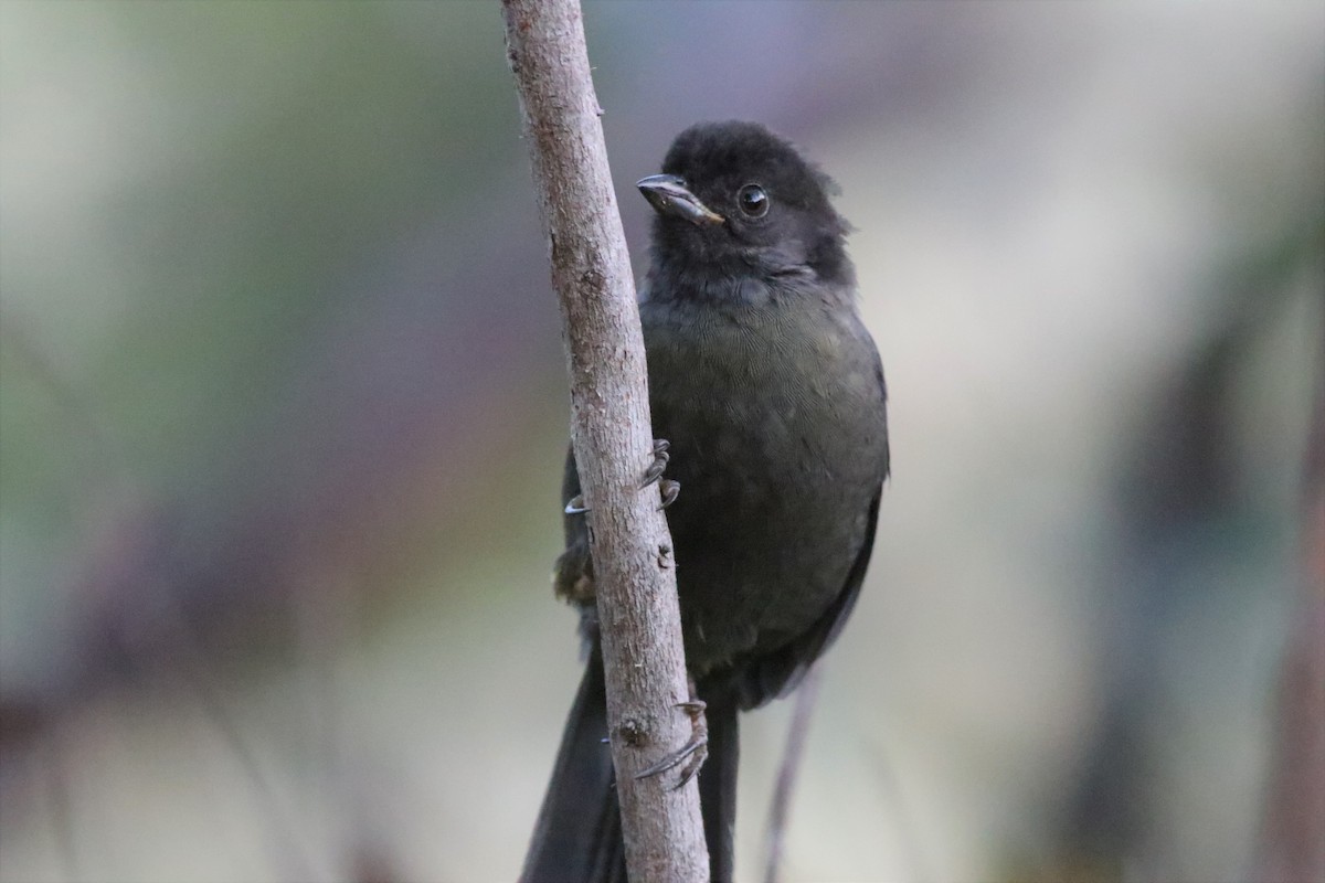 Yellow-thighed Brushfinch - ML145626111