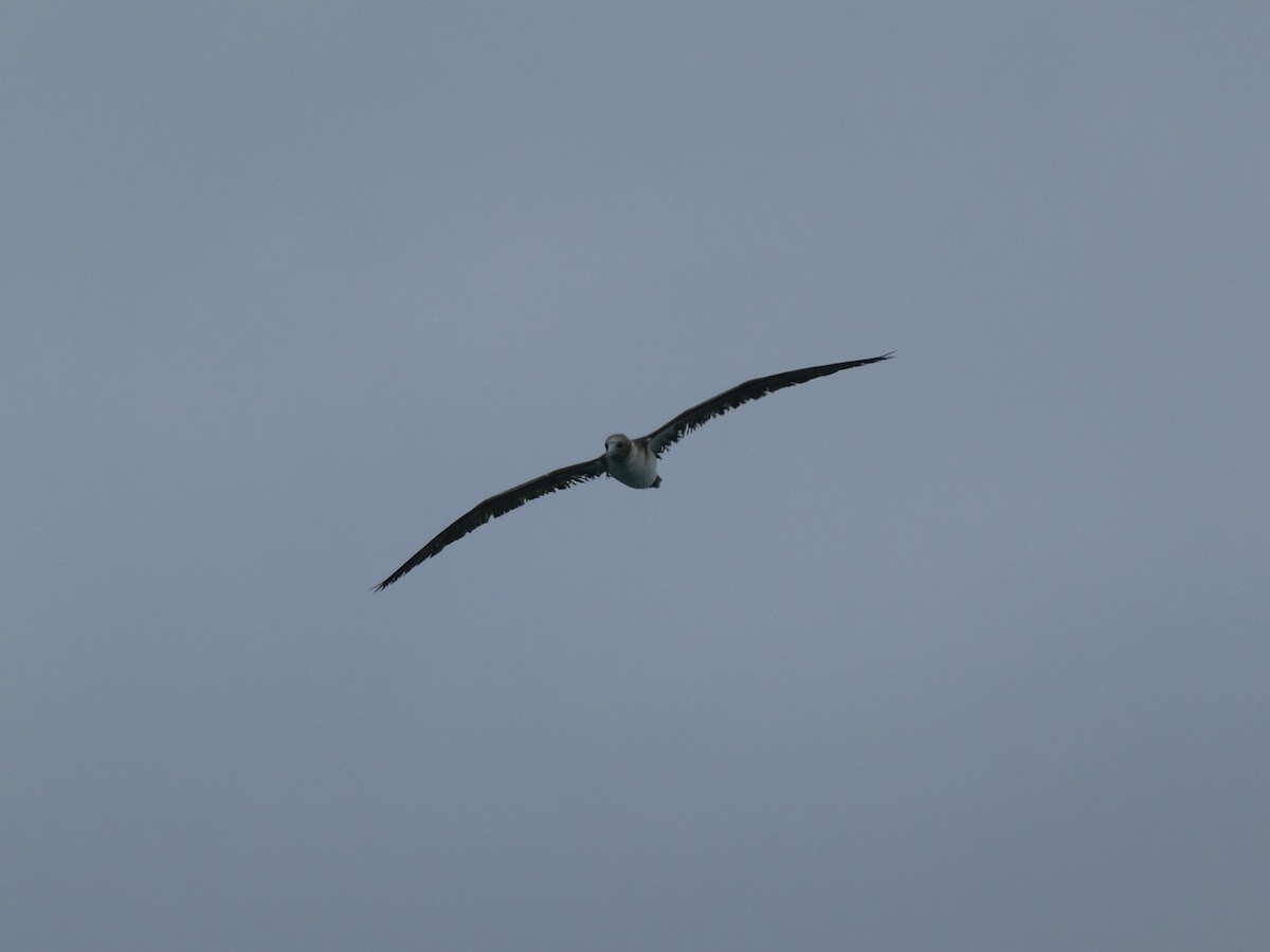 Blue-footed Booby - ML145628171