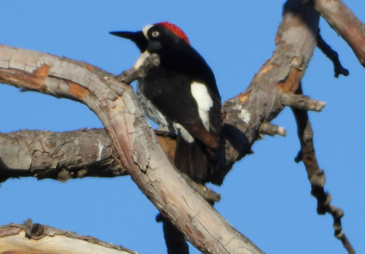 Acorn Woodpecker - ML145628651