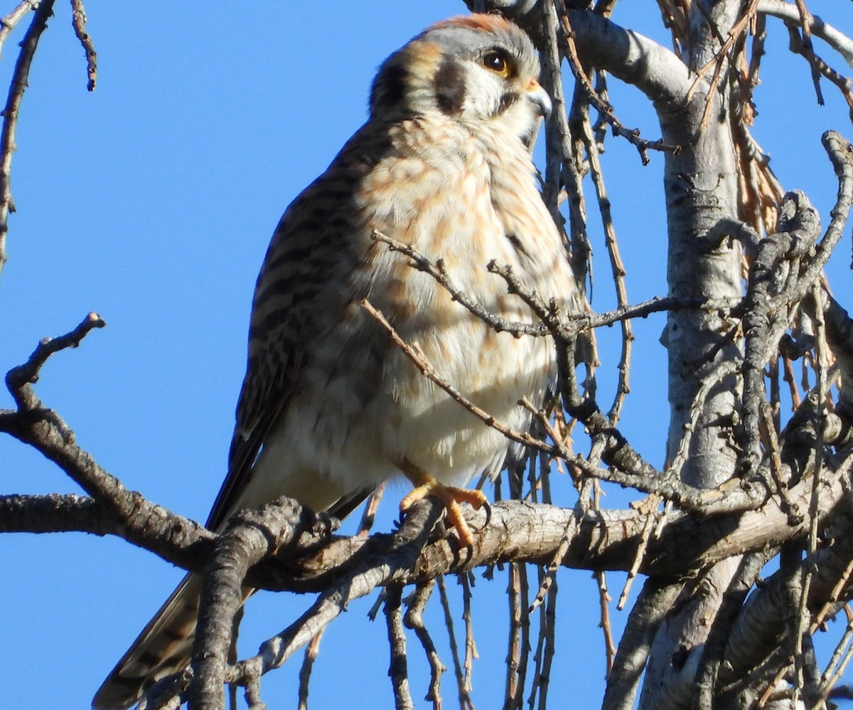 American Kestrel - ML145629101