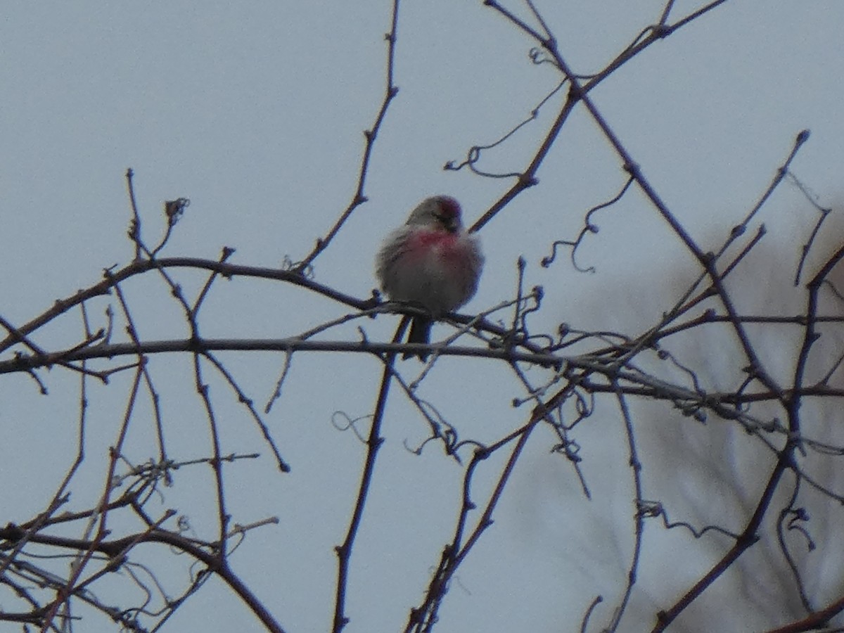 Common Redpoll - ML145629921