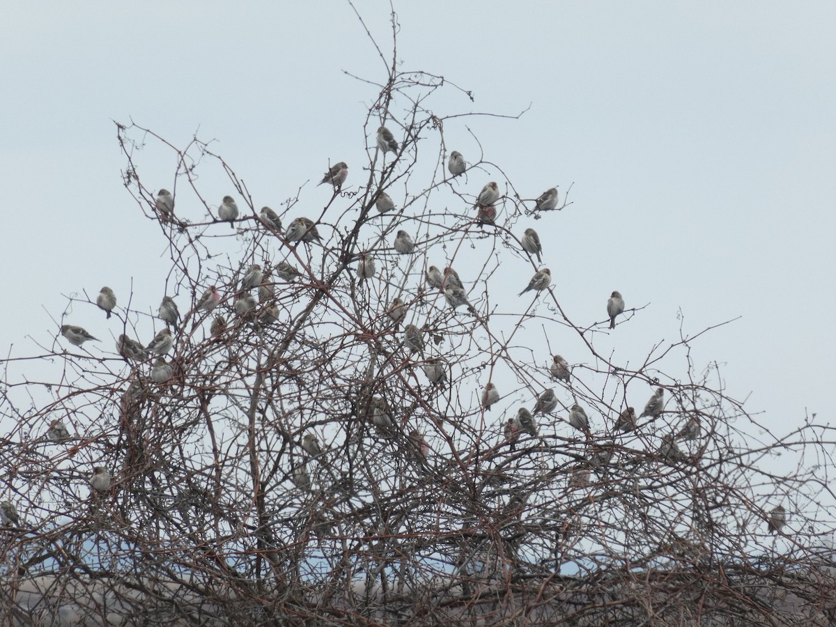 Common Redpoll - ML145629951