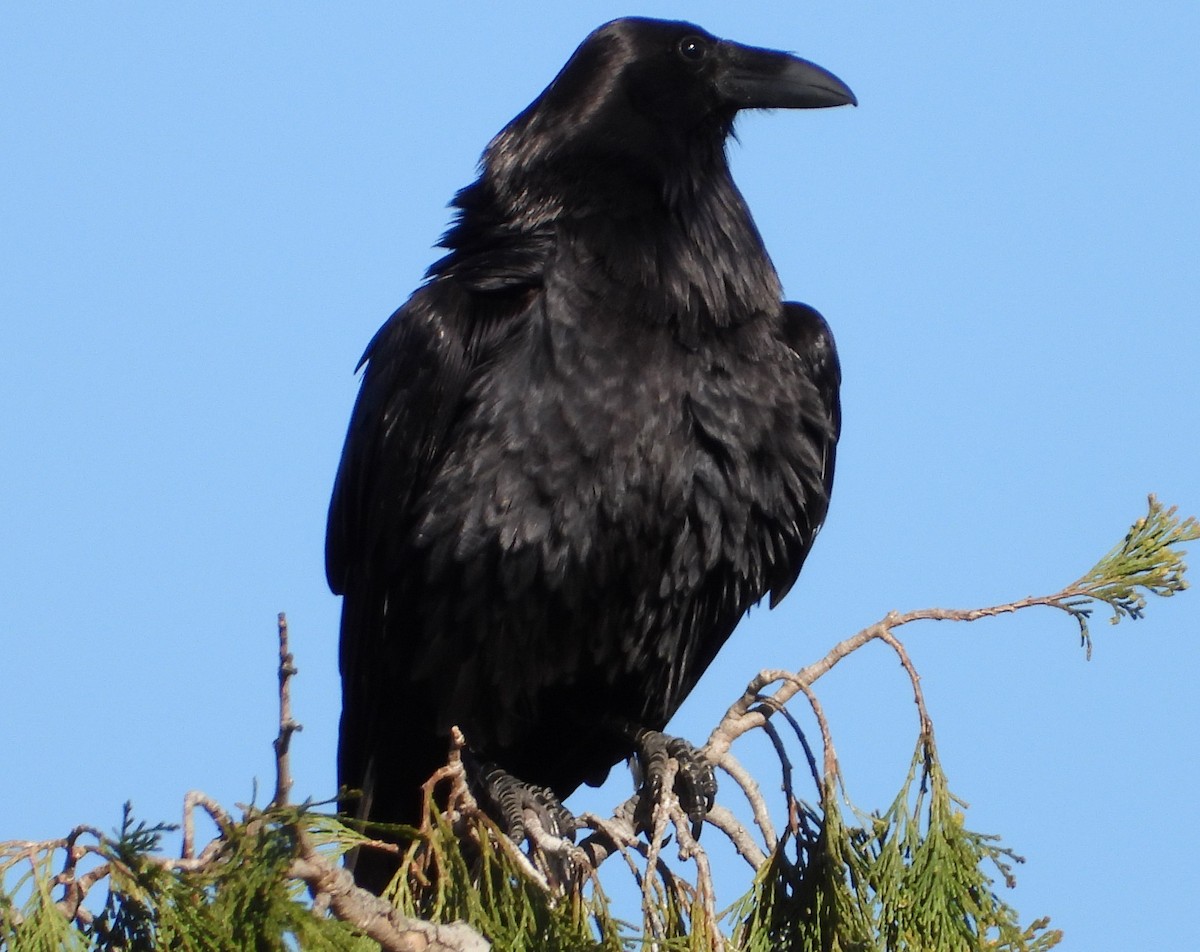 Common Raven - ML145630141