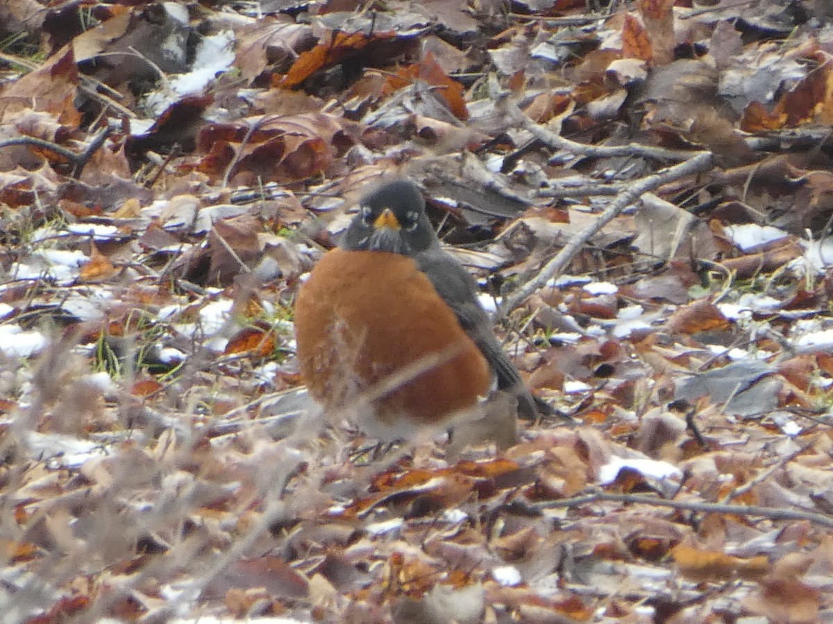 American Robin - ML145630401