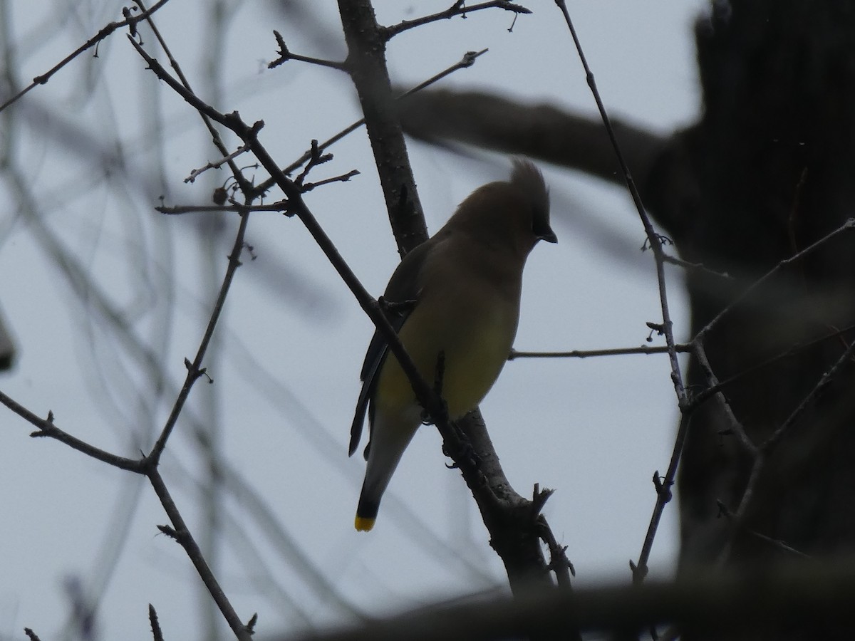 Cedar Waxwing - ML145630891