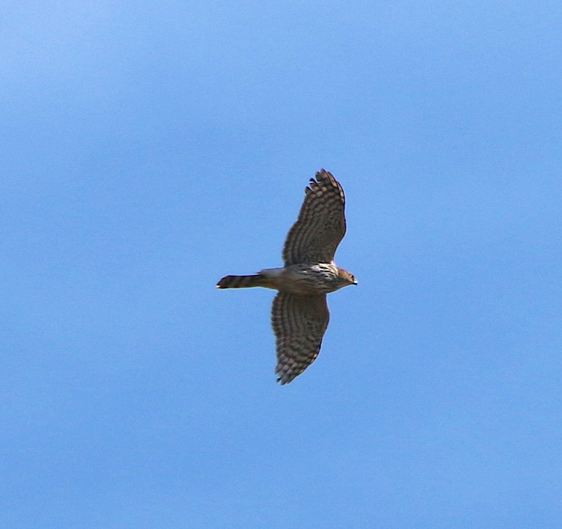 Cooper's Hawk - ML145631011