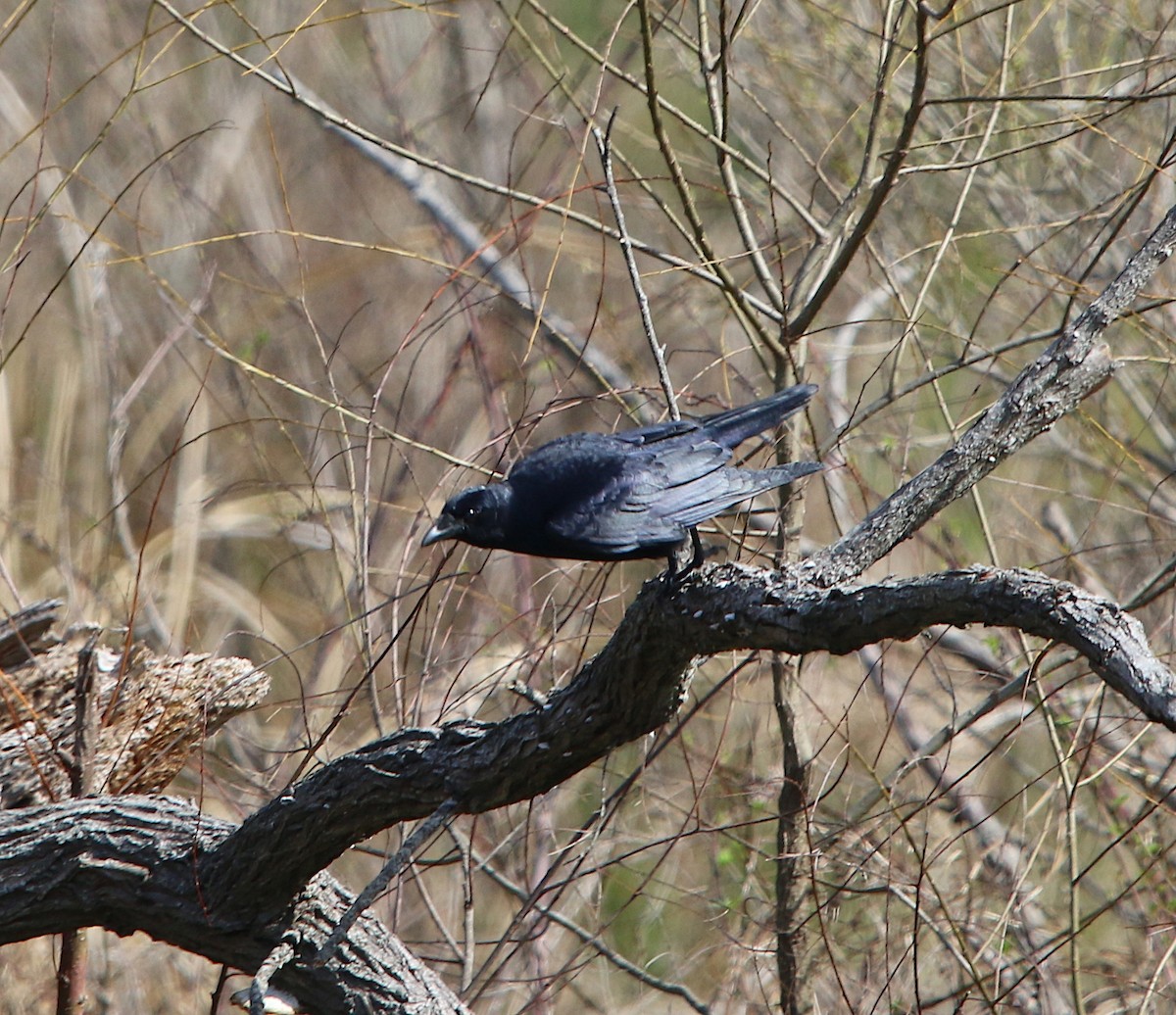 American Crow - ML145631401