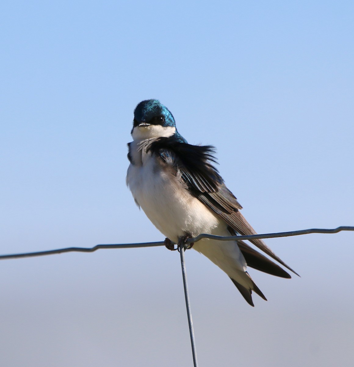 Tree Swallow - ML145631471