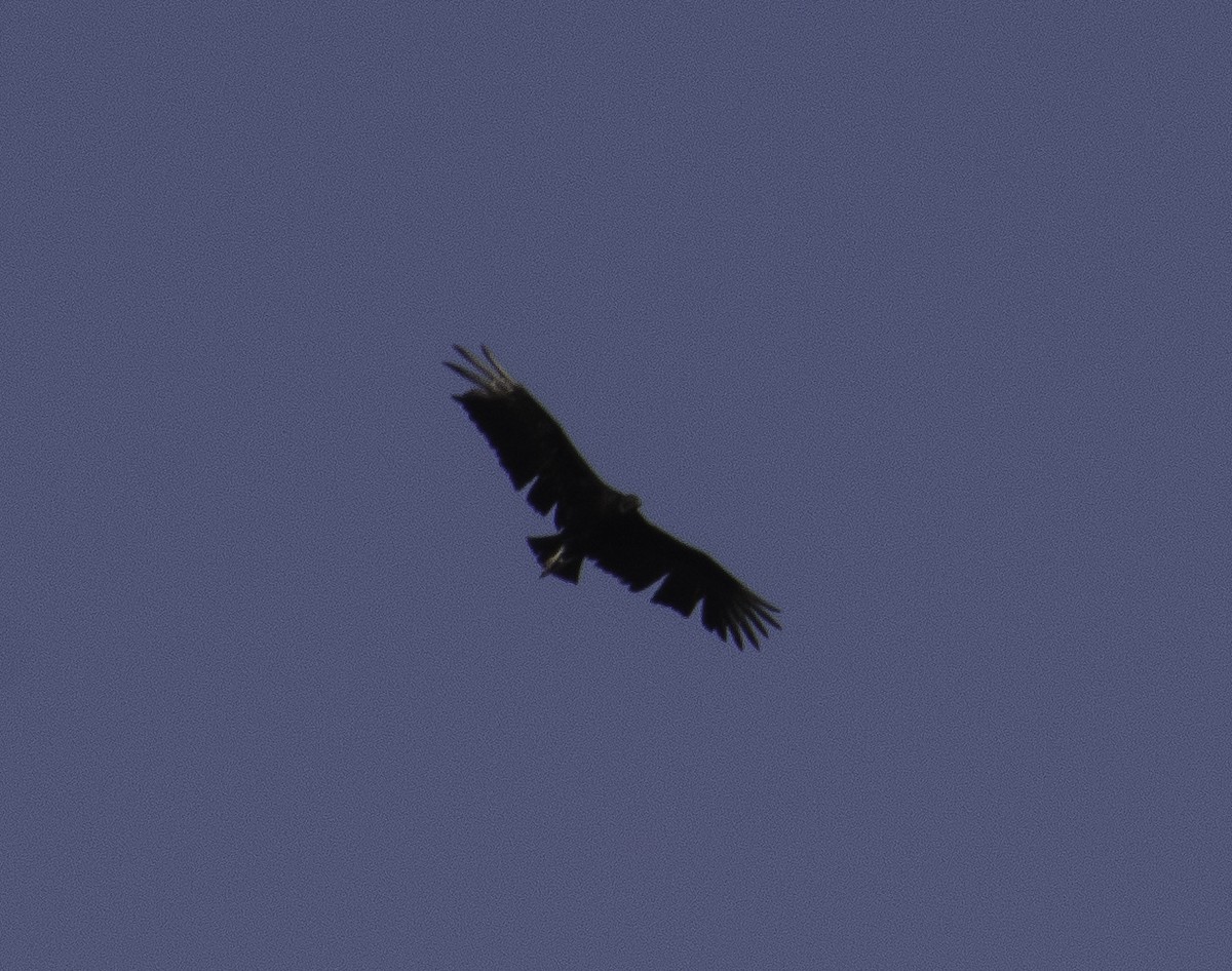 Black Vulture - ML145632081