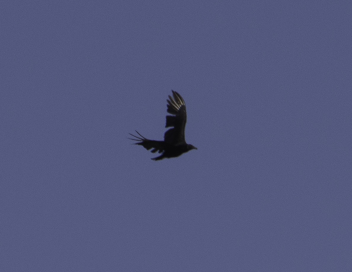 Black Vulture - ML145632171