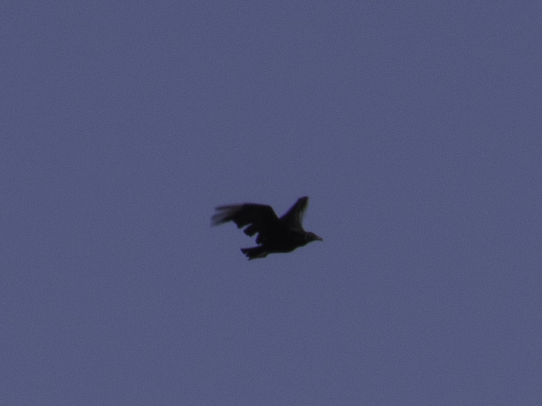 Black Vulture - ML145632191