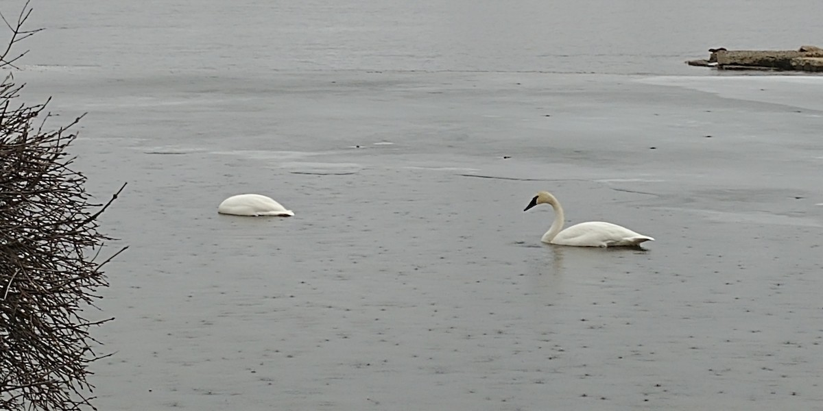 Trumpeter Swan - Ernie Silhanek