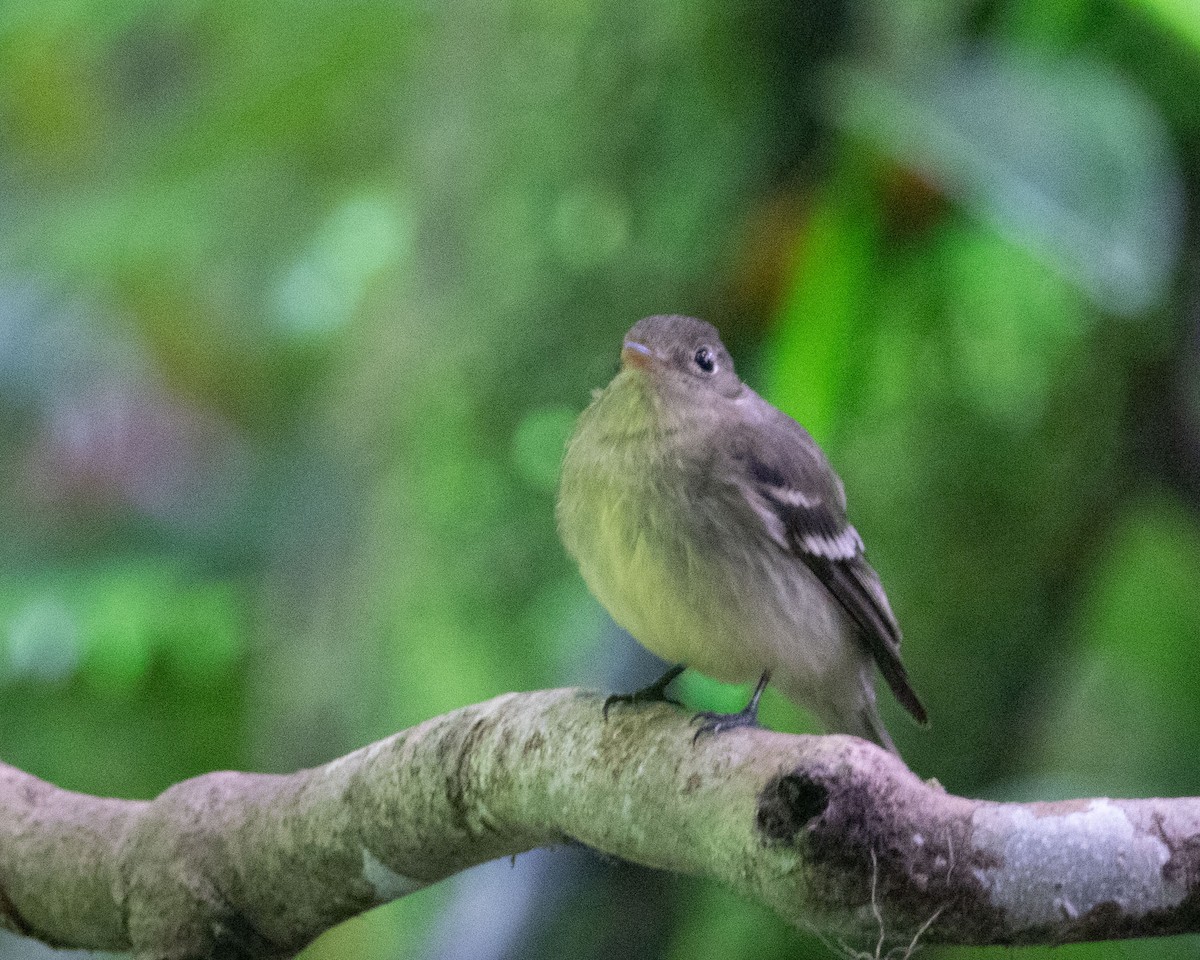 Yellow-bellied Flycatcher - Dixie Sommers