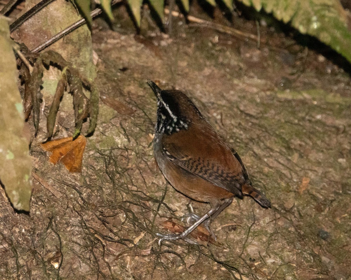 White-breasted Wood-Wren - ML145633321