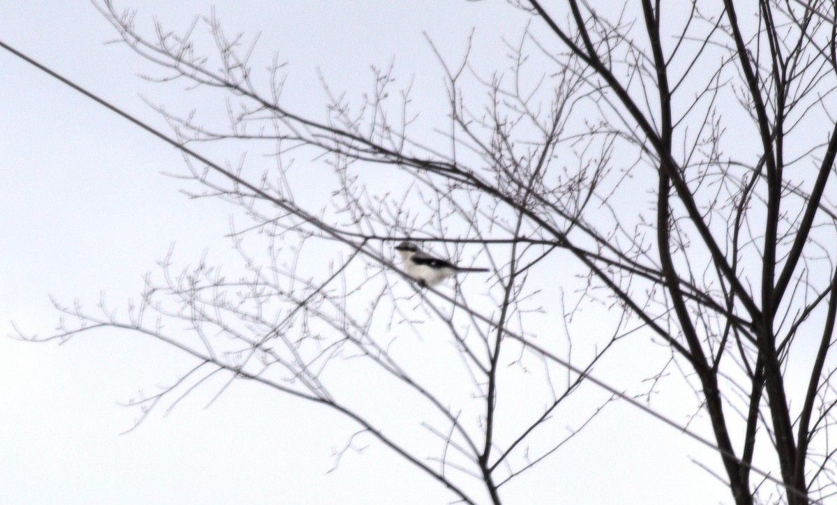 Northern Shrike - ML145633391