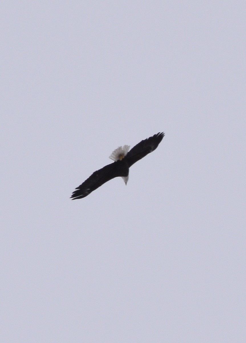 Bald Eagle - ML145633851