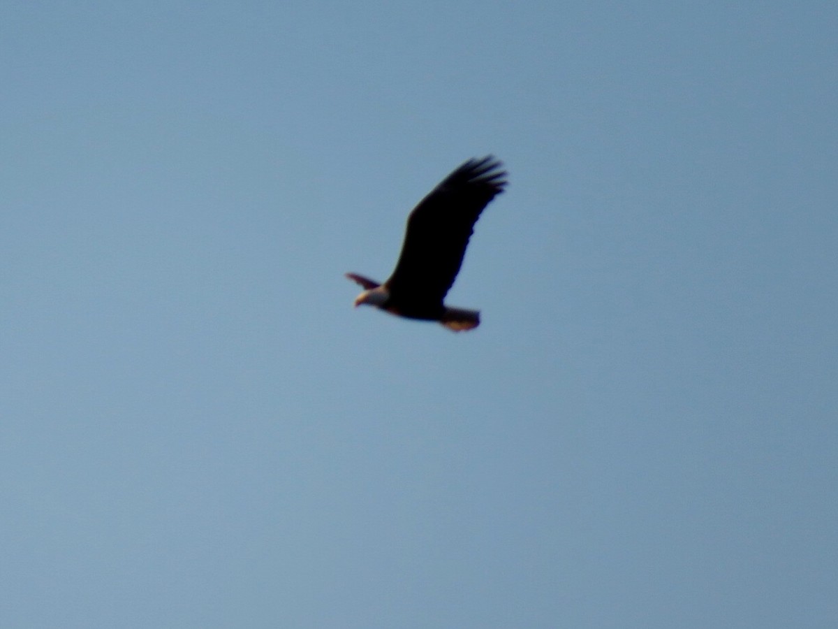 Bald Eagle - Kathleen Ashman