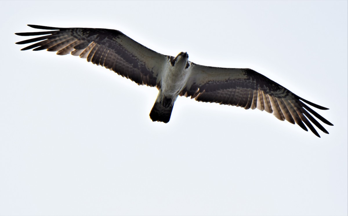 Osprey - ML145635251