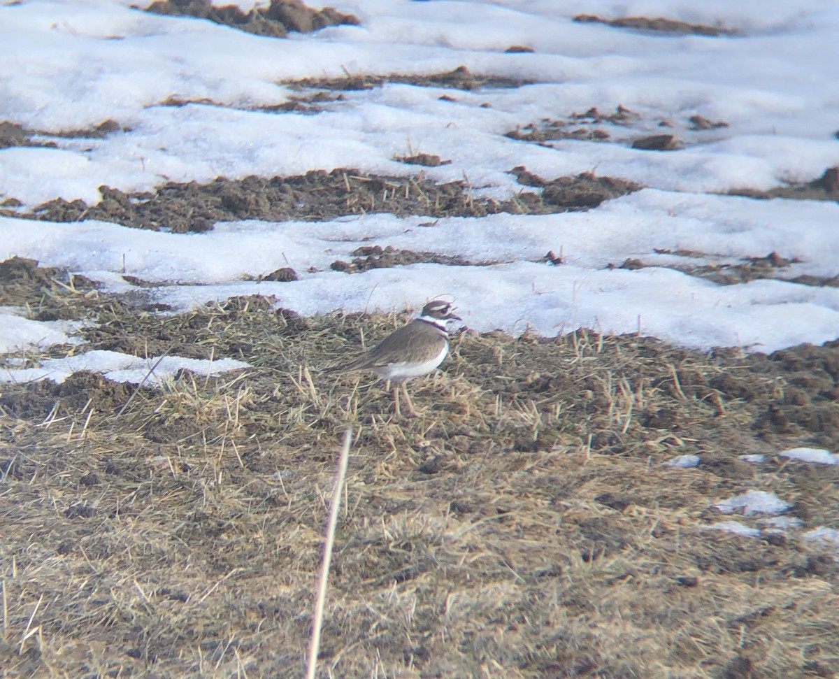 Killdeer - ML145635651