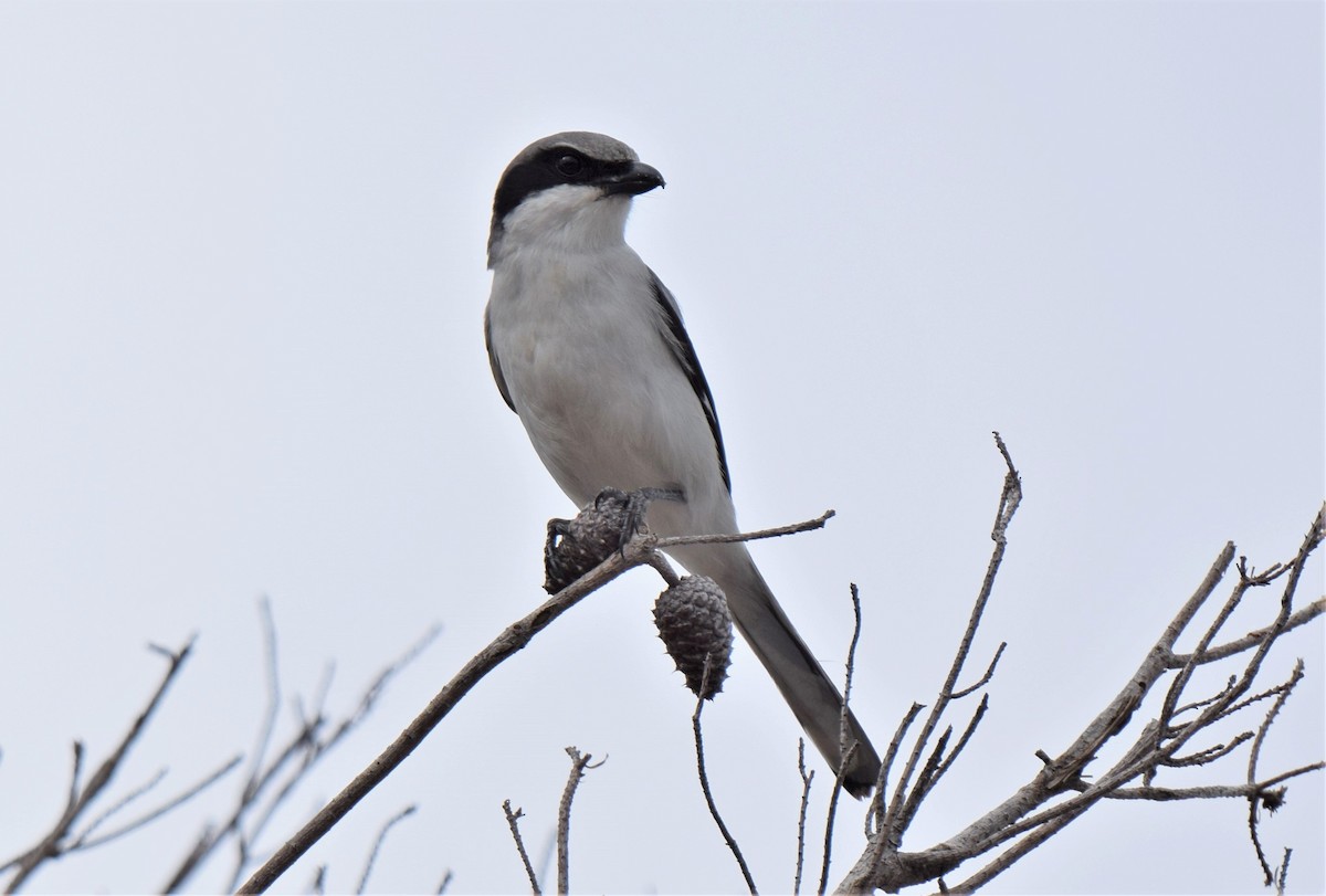 Loggerhead Shrike - Ken Milender