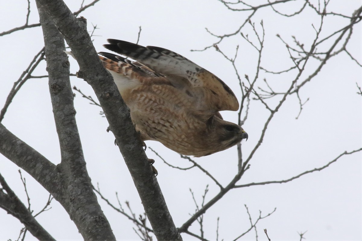 Red-shouldered x Red-tailed Hawk (hybrid) - ML145637321