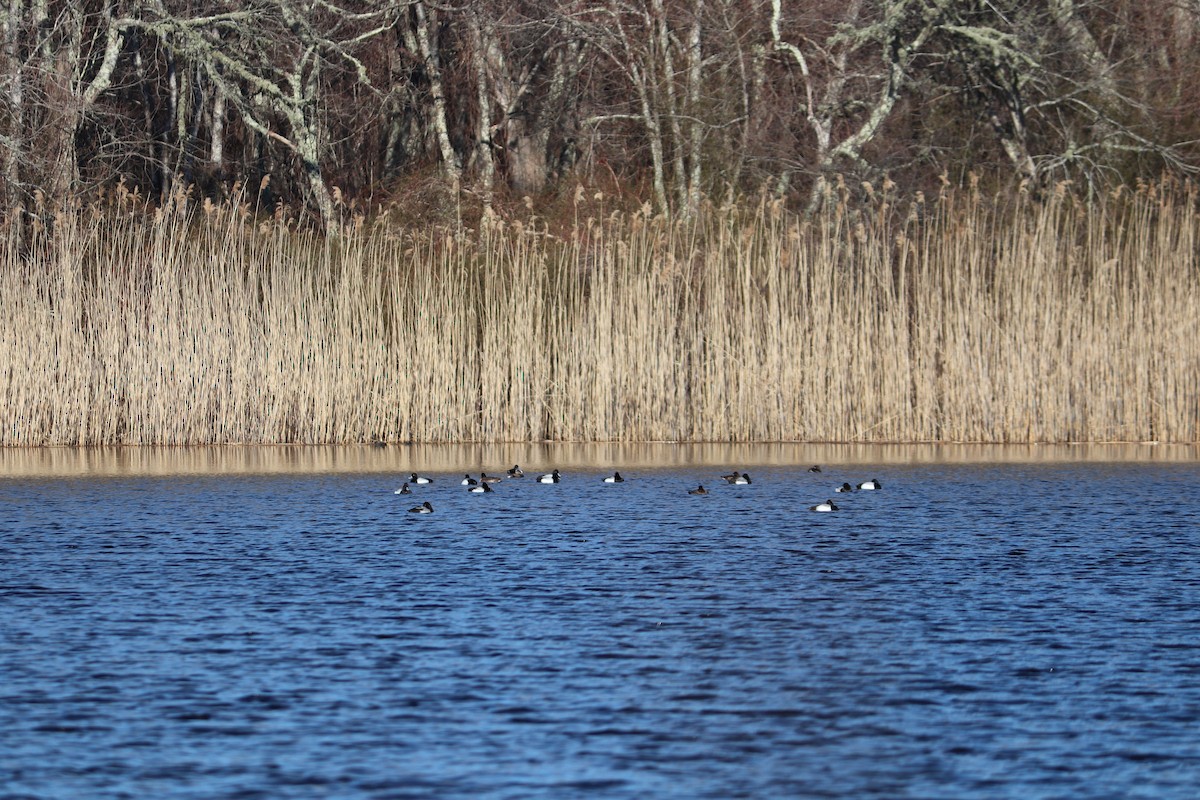 Greater/Lesser Scaup - Maggie Schedl