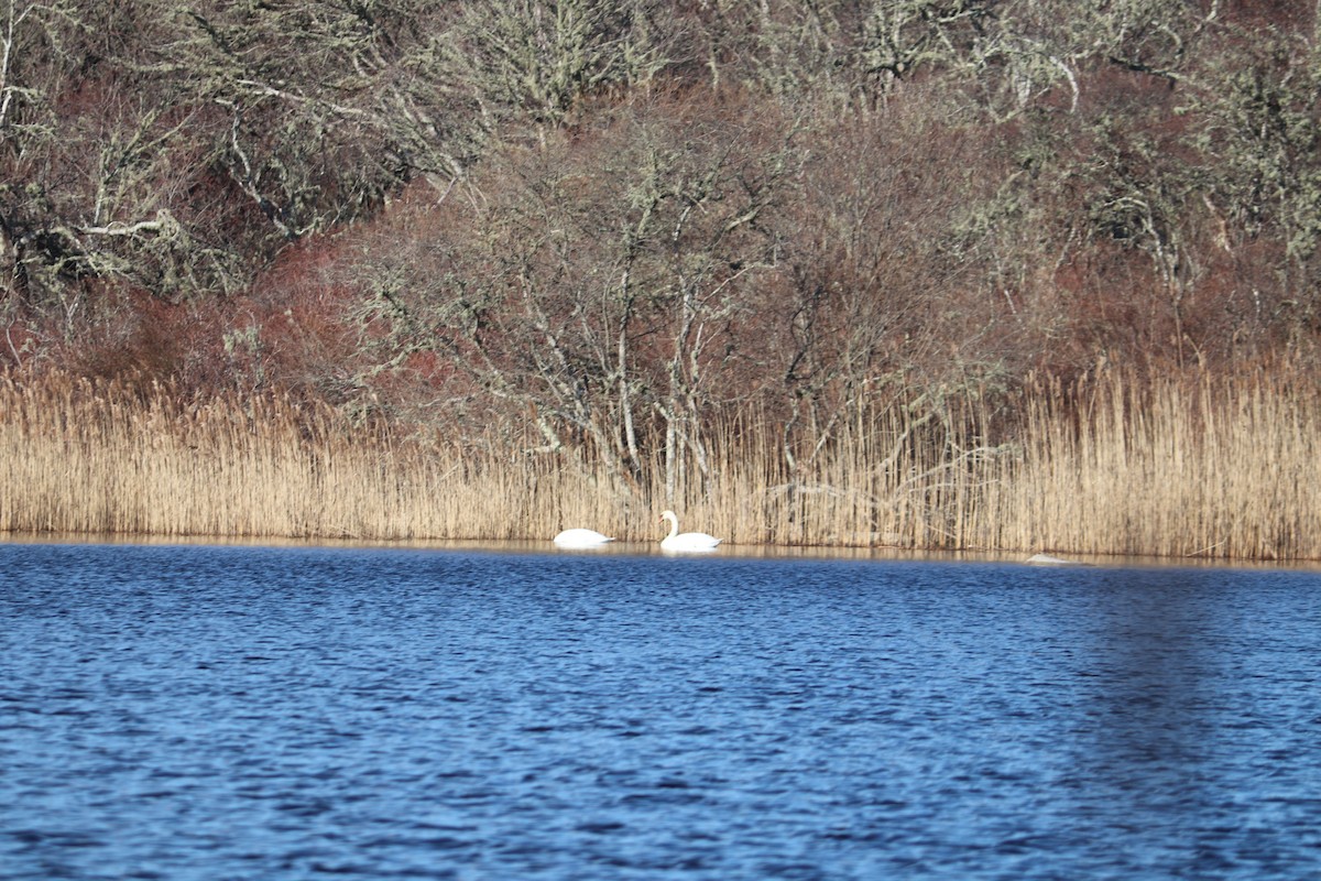 Mute Swan - Maggie Schedl