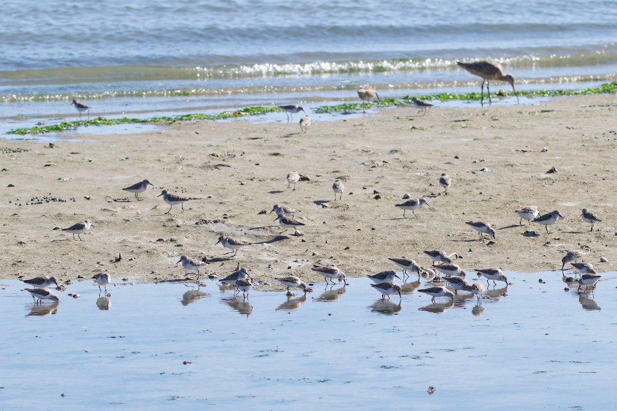 Western Sandpiper - ML145640421