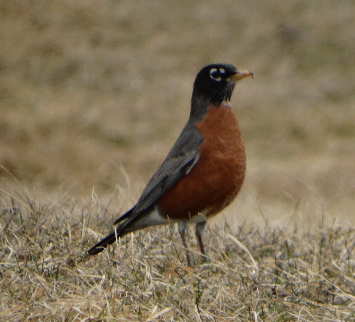 American Robin - Mary Hall