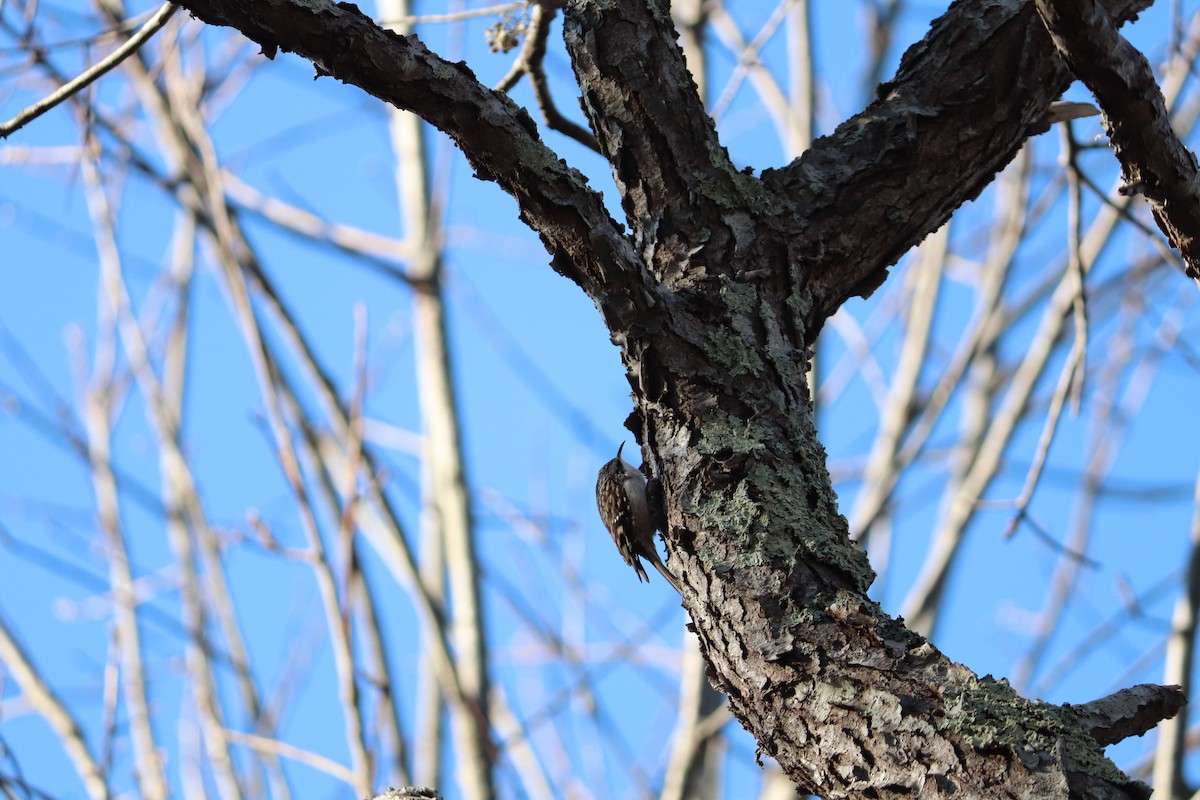 Brown Creeper - Maggie Schedl