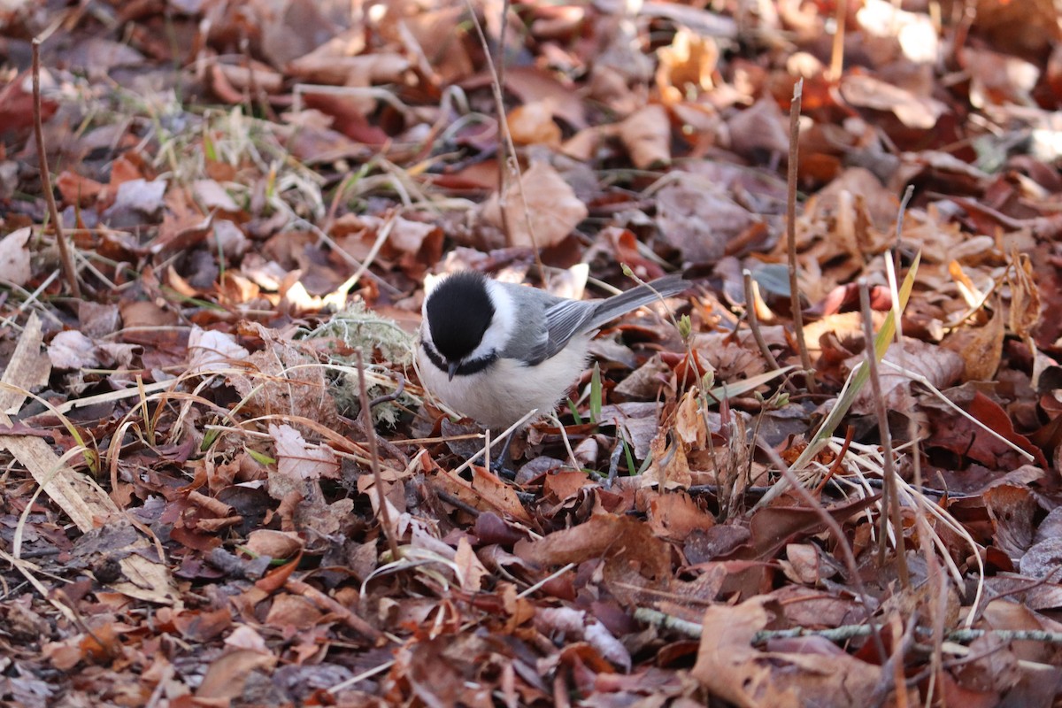 Black-capped Chickadee - ML145642021