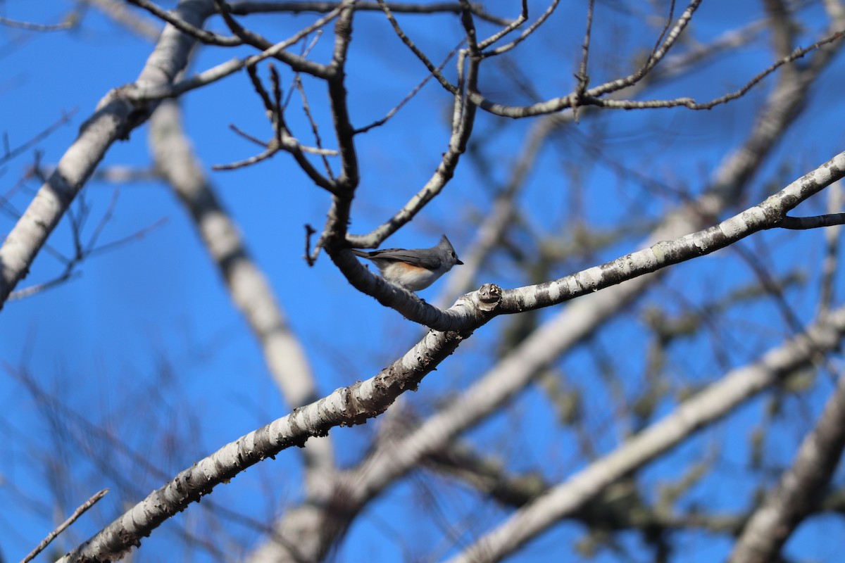 Tufted Titmouse - ML145642131