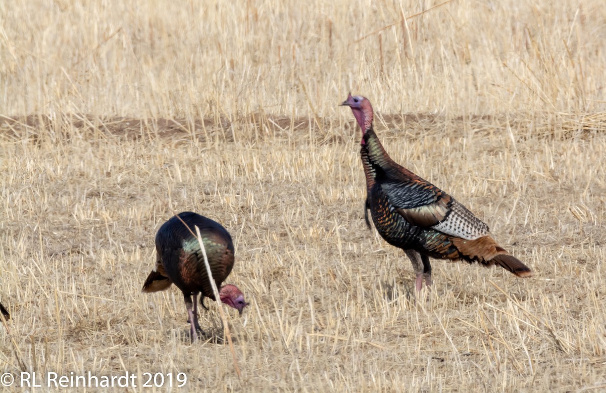 Wild Turkey - ML145642271