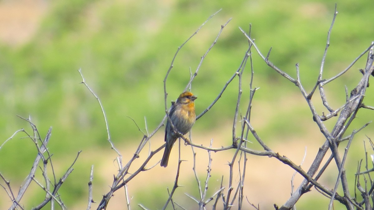 House Finch - ML145643361