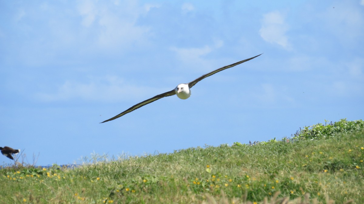 Laysan Albatross - Oliver Pechenik