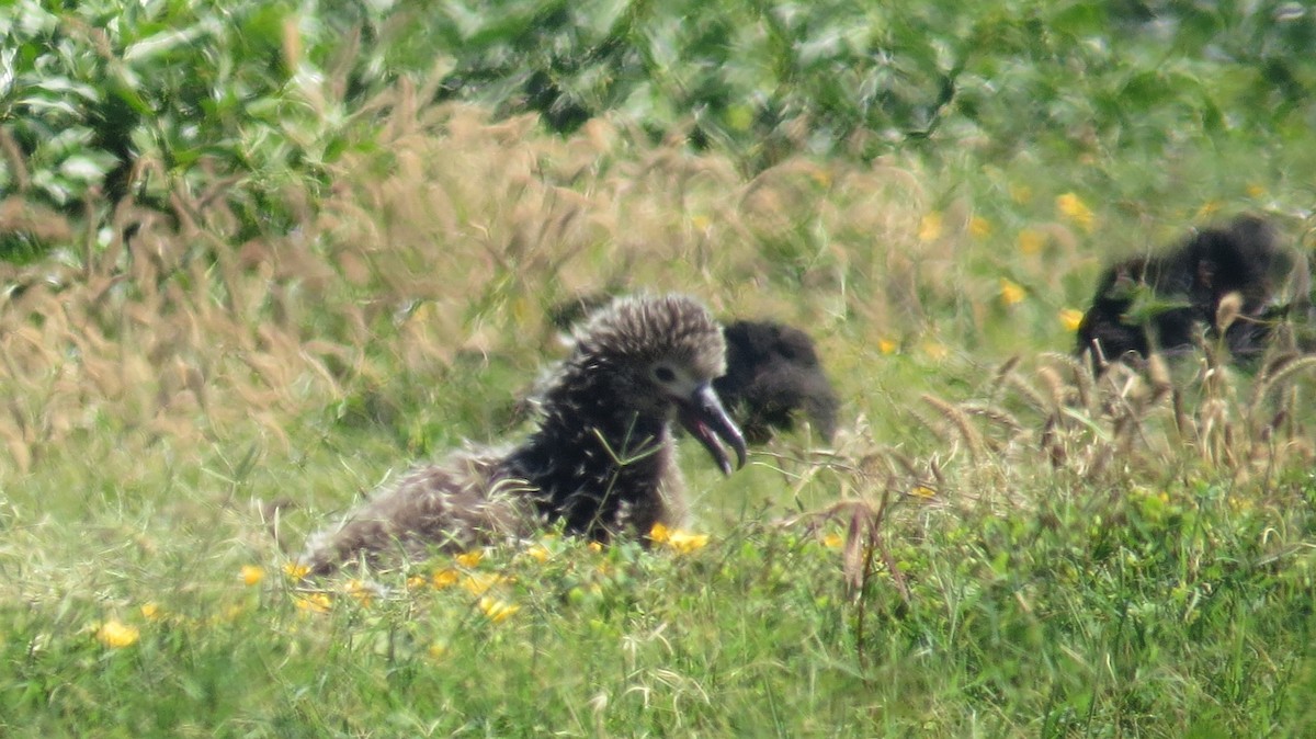 Laysan Albatross - ML145643611