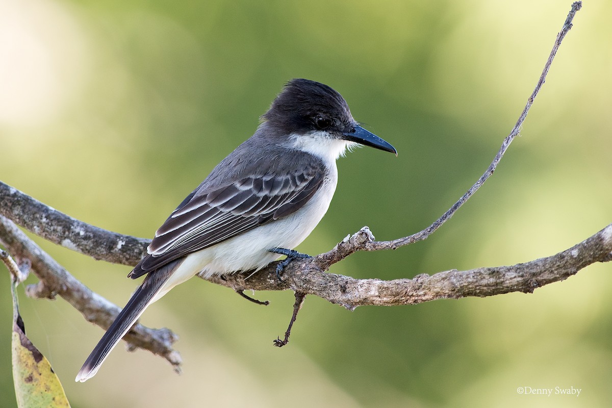 Loggerhead Kingbird - Denny Swaby