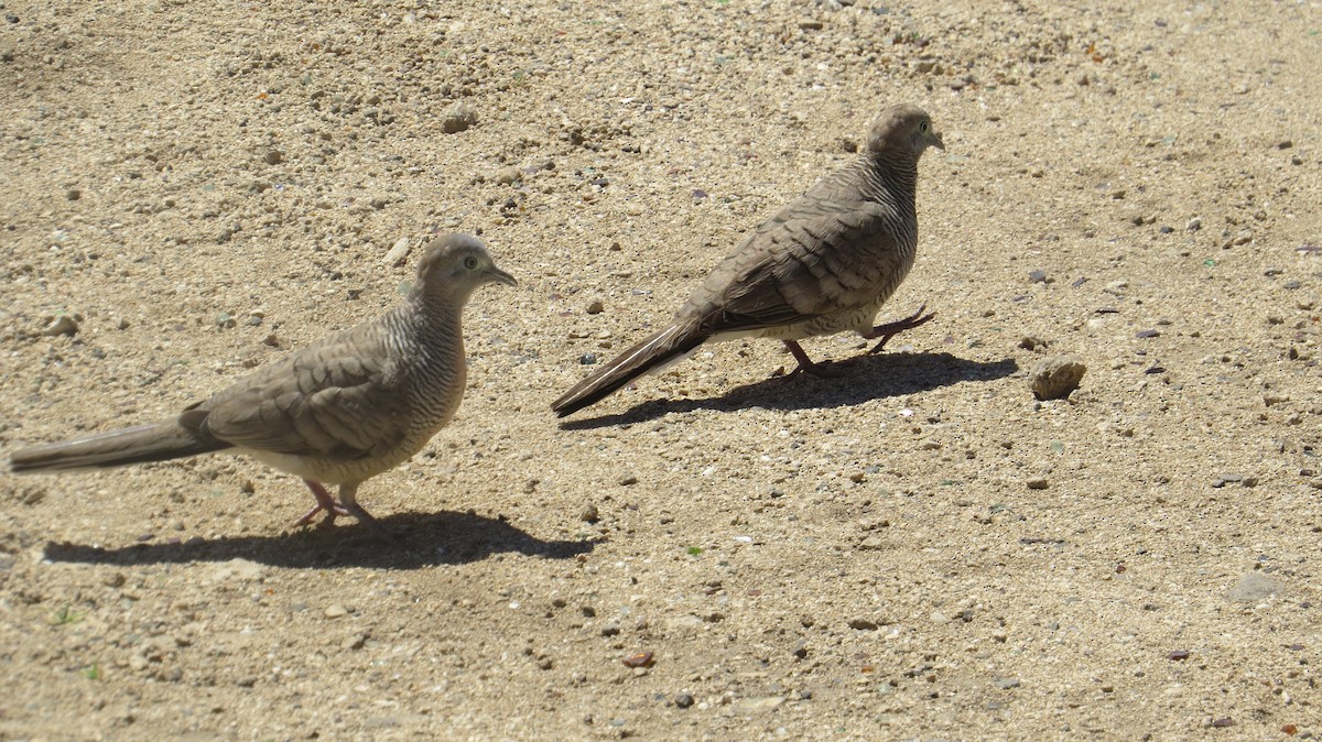 Zebra Dove - Oliver Pechenik