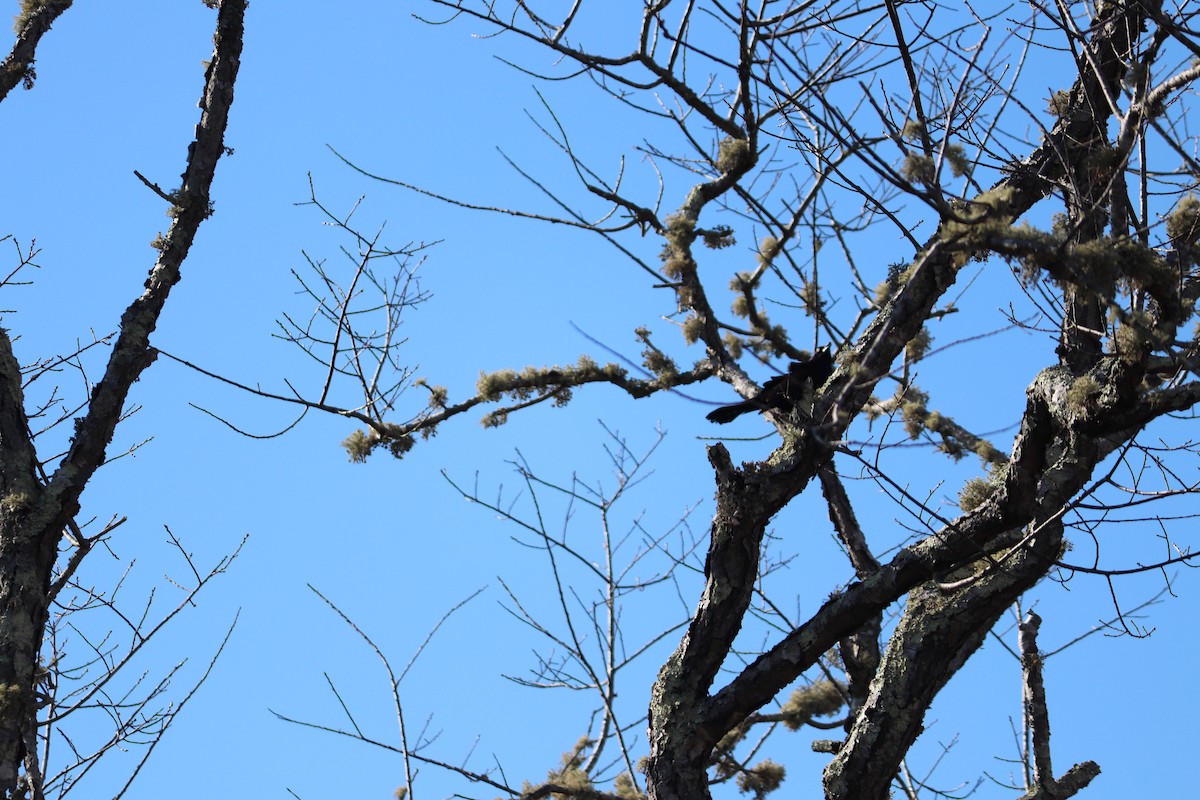 Common Grackle - ML145646011