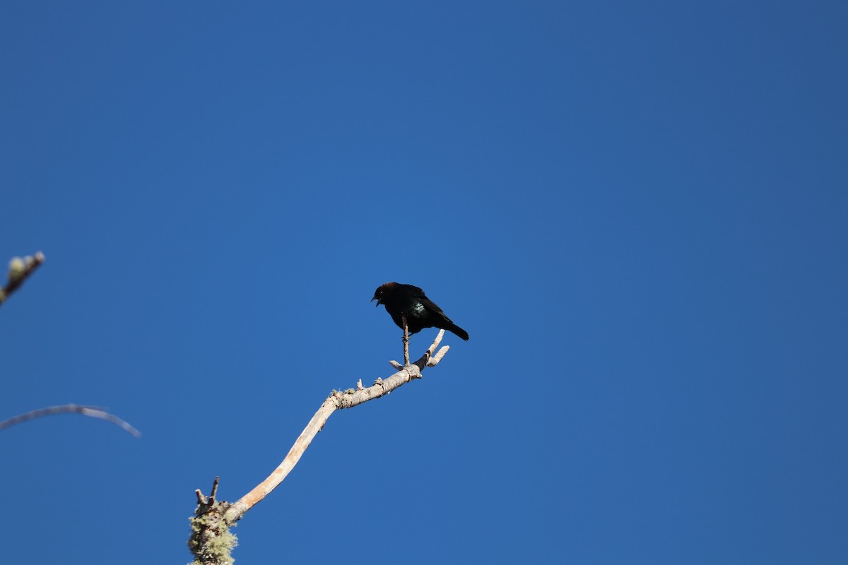 Brown-headed Cowbird - Maggie Schedl