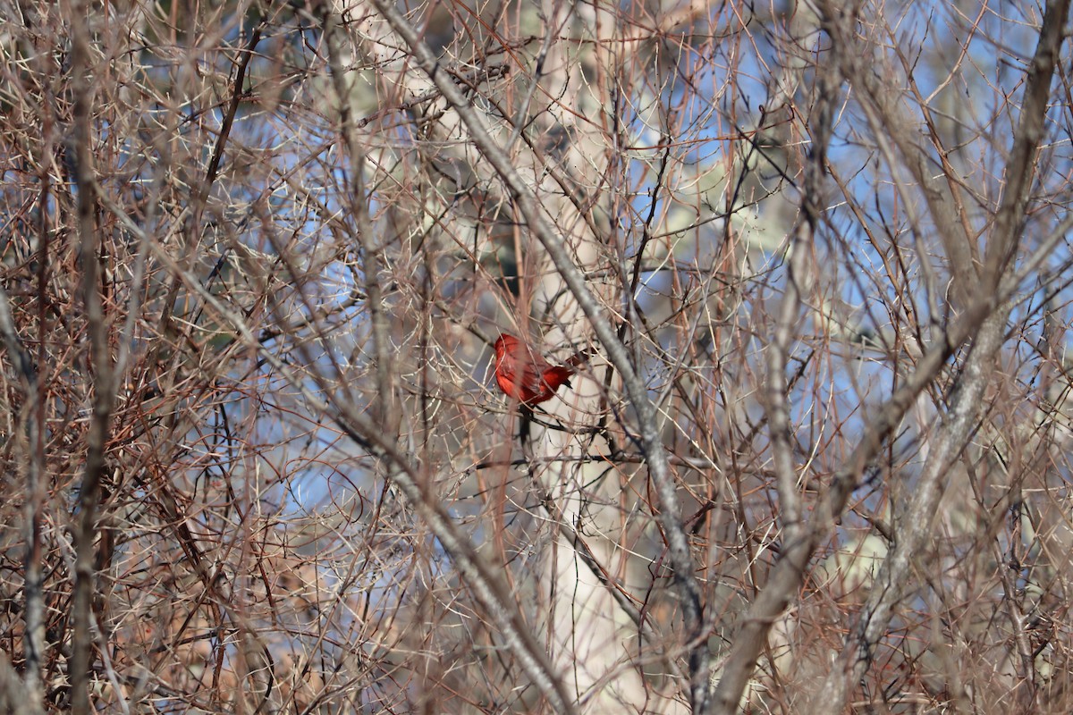 Cardenal Norteño - ML145646081